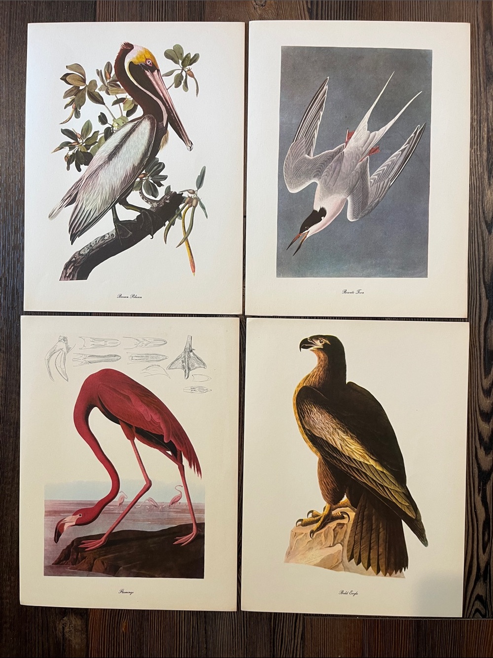 Audubon Birds Of America Prints (L5)